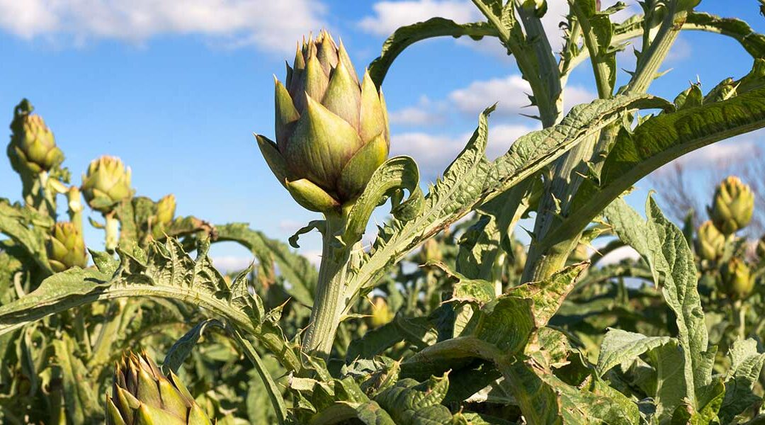 Le eccellenze gastronomiche di terra del Sulcis-Iglesiente, assaggia la miriade di sapori