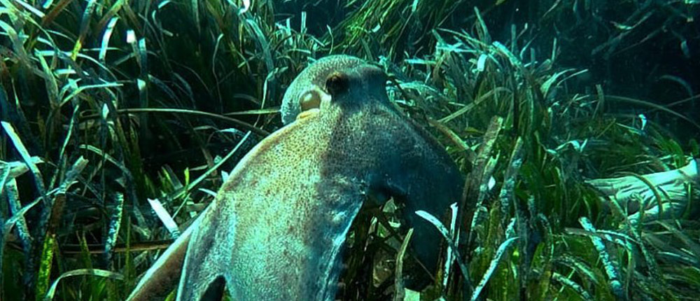 Specie marine avvistate durante le escursioni biomarine nel Sulcis-Iglesiente nel sud ovest sardegna
