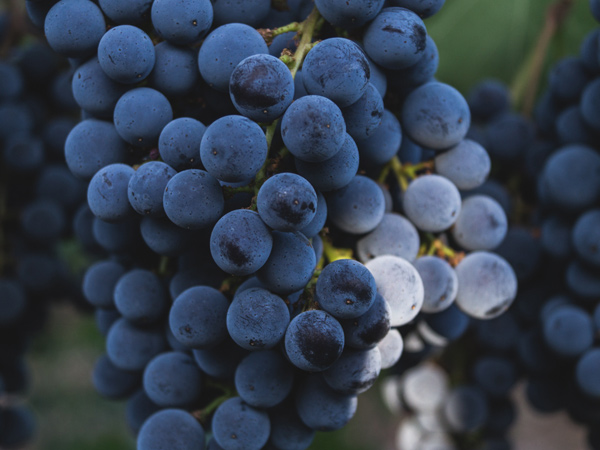 Giba, immagine dell'uva Carignano del Sud ovest sardegna