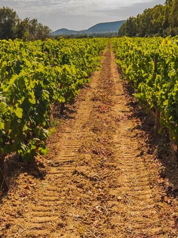 La strada del Vino Carignano del Sulcis, un itinerario di gusto