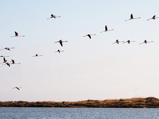 gruppo di fenicotteri in volo nell'area SIC di Porto Botto, tra Giba, Msainas, e San Giovanni Suergiu, nel sud ovest Sardegna