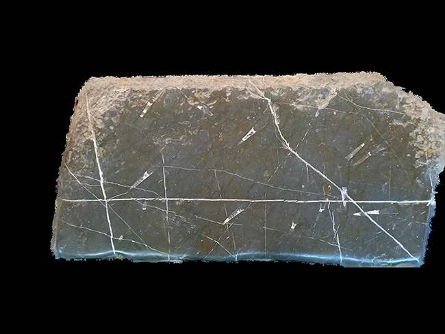 particolare di un fossile della Collezione Fossili del gruppo Grotte Fluminese di Fluminimaggiore del sud ovest Sardegna