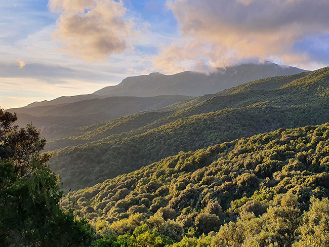 vista dall'alto della Foresta di Pantaleo tra Nuxis e Santadi nel sud ovest Sardegna